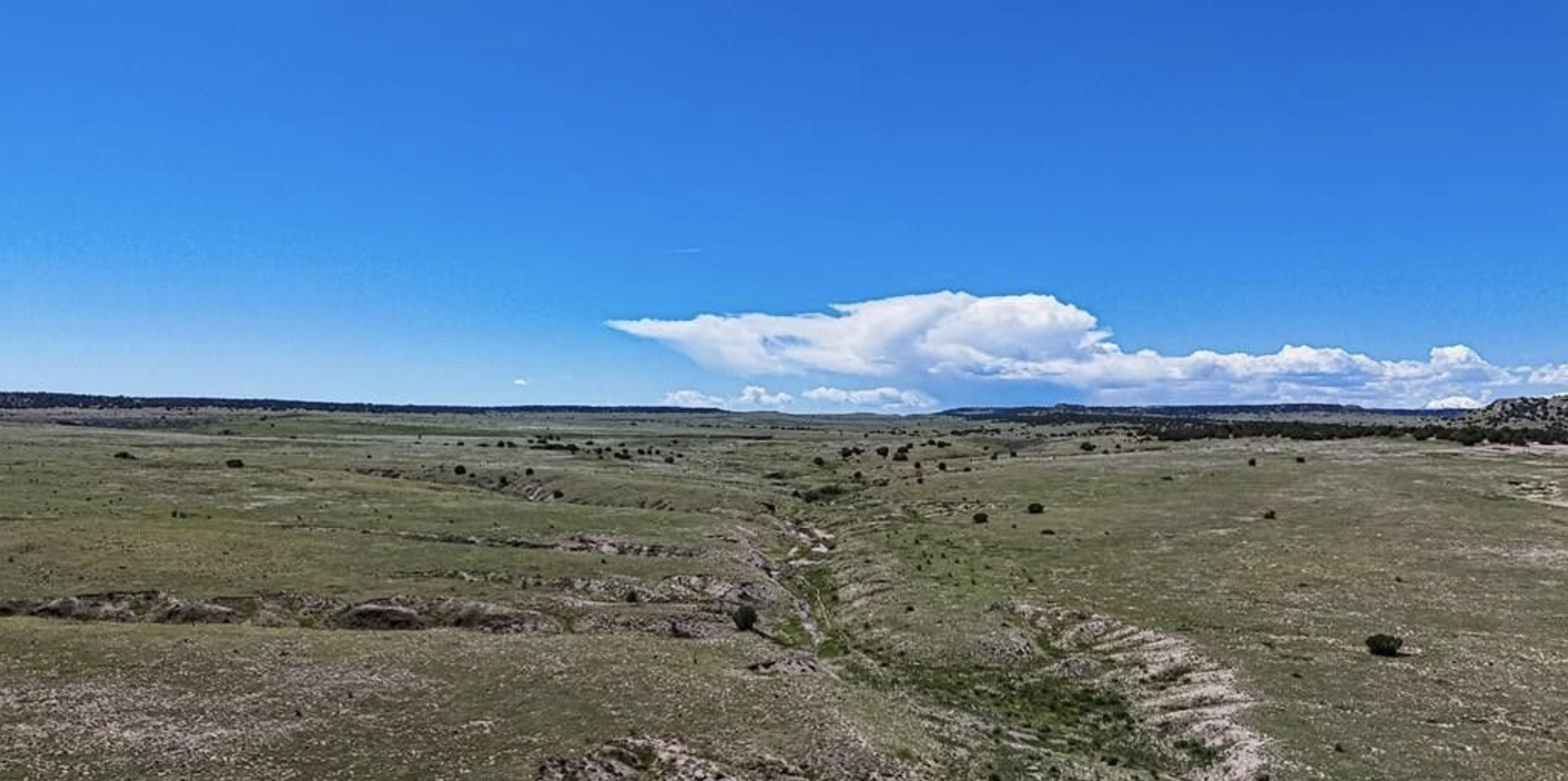 CLC-P31-T397 tract image