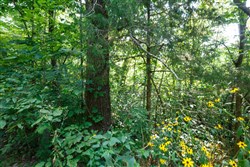 property photo for Springlake Plat 2 Tract 11, 0.19 acres for sale in Miller County, Missouri